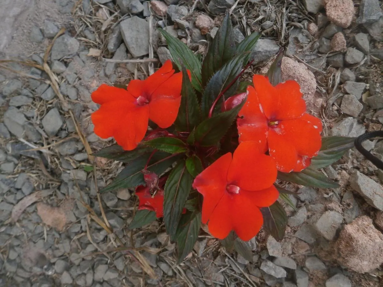 بيت خشبي برايا جراندي Chale E Resort Vale Dos Canyons